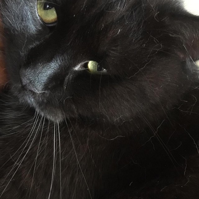Котовторник (свои добавляем)