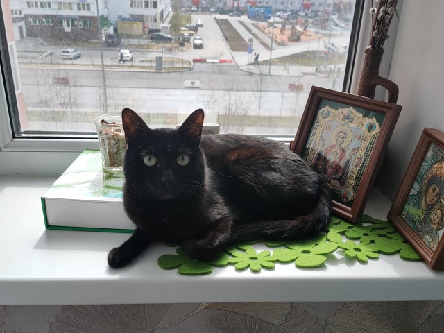 Мой самый первый КОТовторник!
