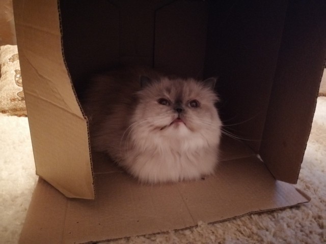 День кота.