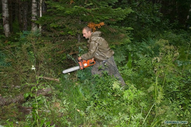 Тайга, сибирь, конец июля 2010