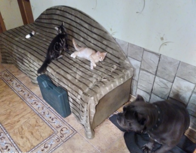 Кошка