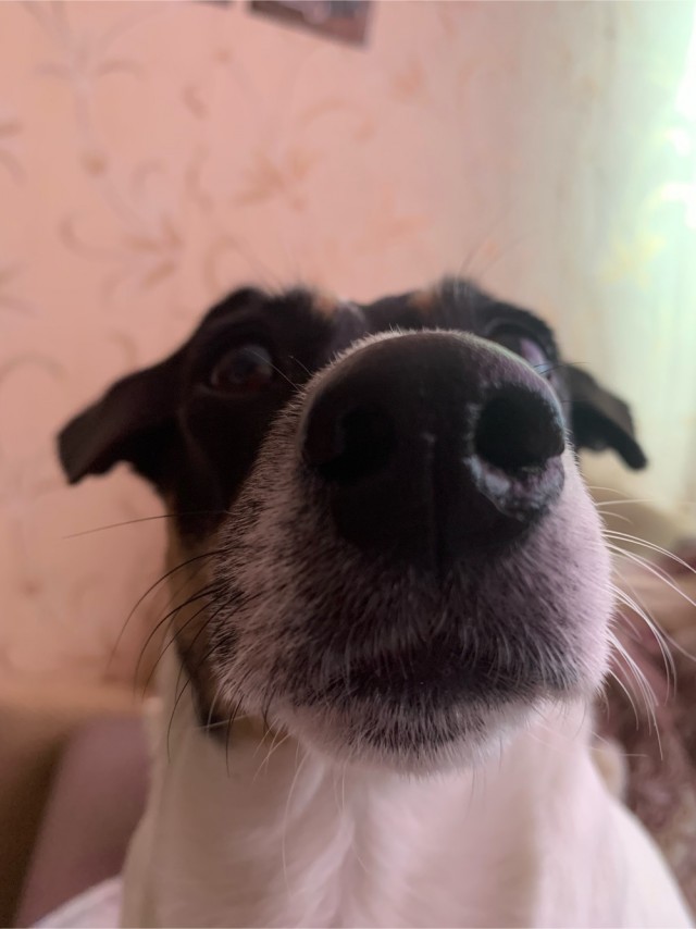 Нос