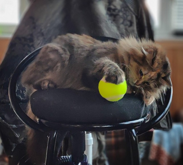 Котовторник - по расписанию!