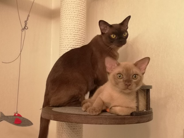 Котознатоки и котолюбители, созываю совет