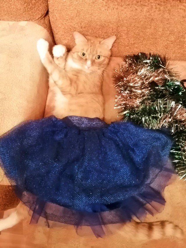 Котовторник. Кошка по имени Овца!