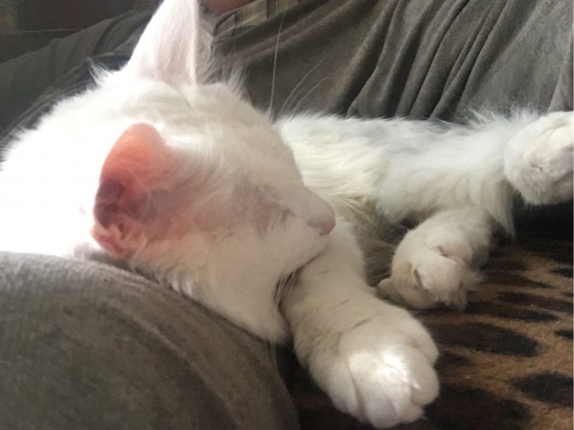 И снова день кошачий!