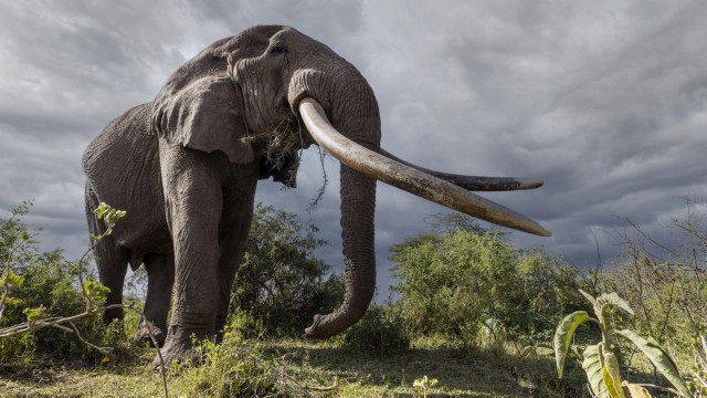 Масаи охраняют 50-летнего слона от браконьеров