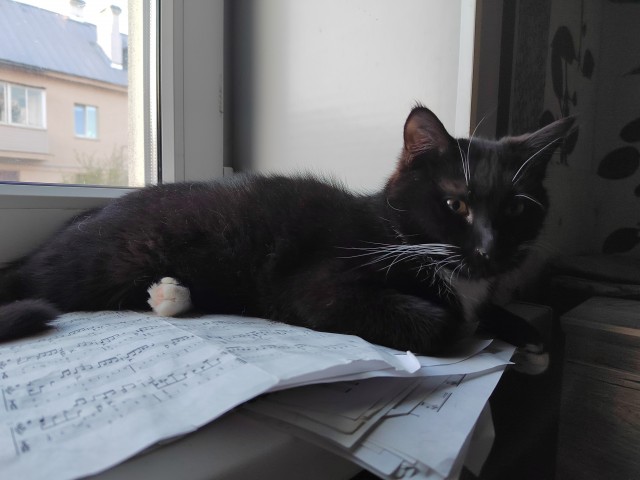 Ура! Котовторник.