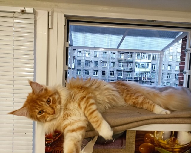 Кошка
