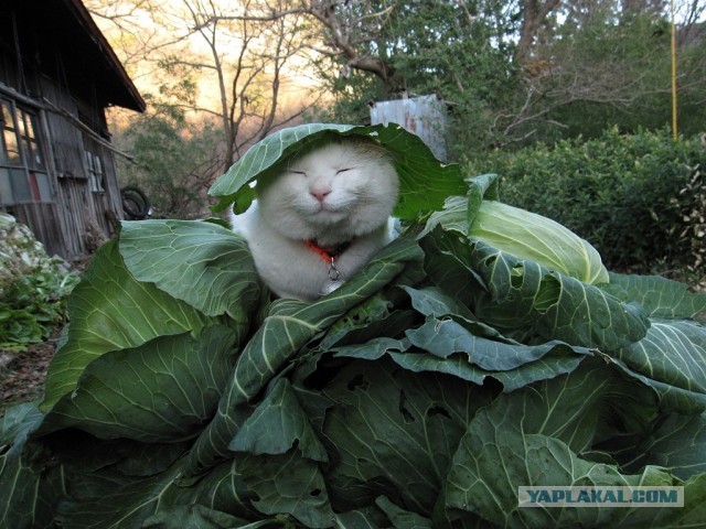 Милота в ленту
