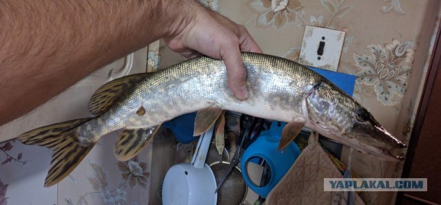 На рыбалку за щукой