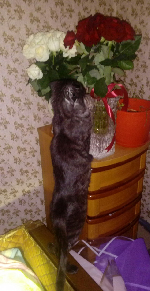 Котовторник 1.11.22