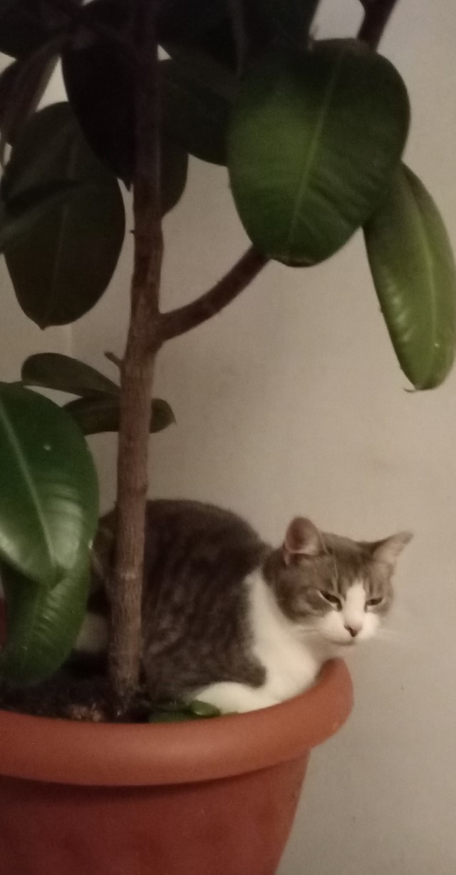 Вторник, ваши коты и кошки в студию