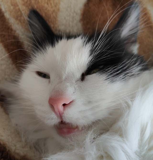 Начинаем котовторник.