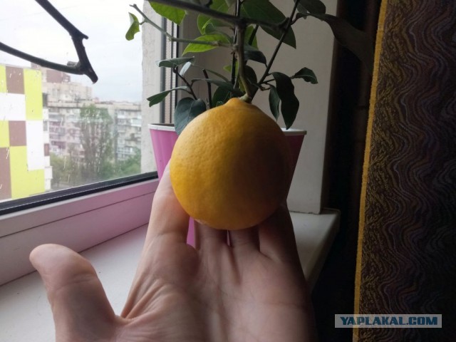 Про цветы домашние