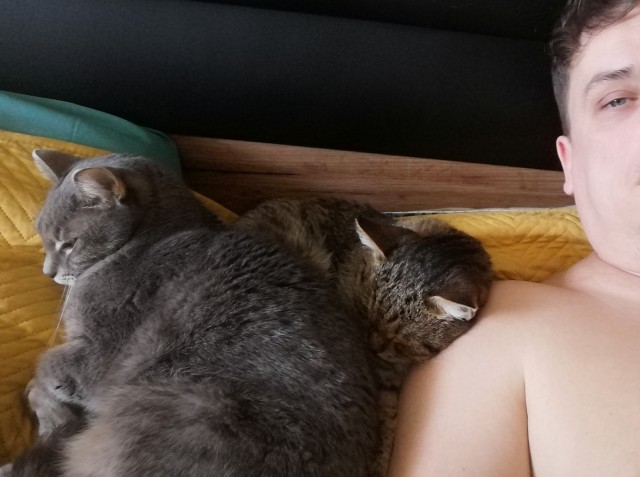 Котовторник