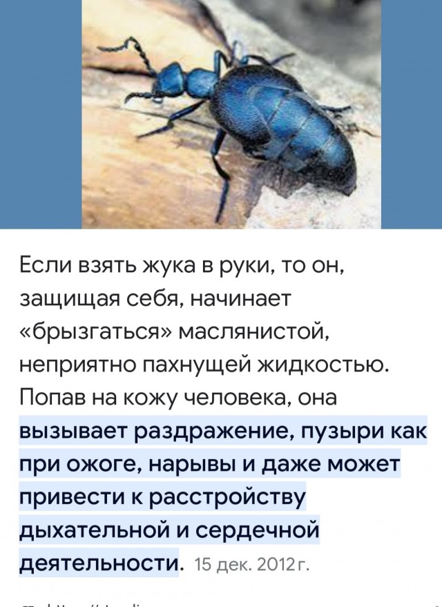 В Москве впервые за 15 лет заметили редкого жука