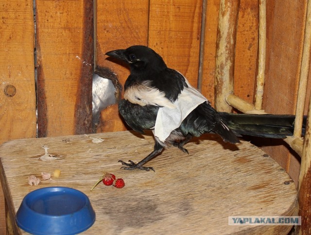 Сорока слеток, крыло сломано