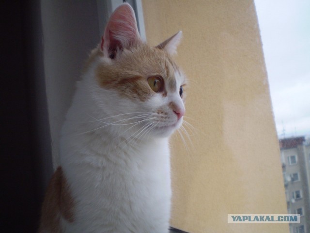 Котовторник 30.04.2013