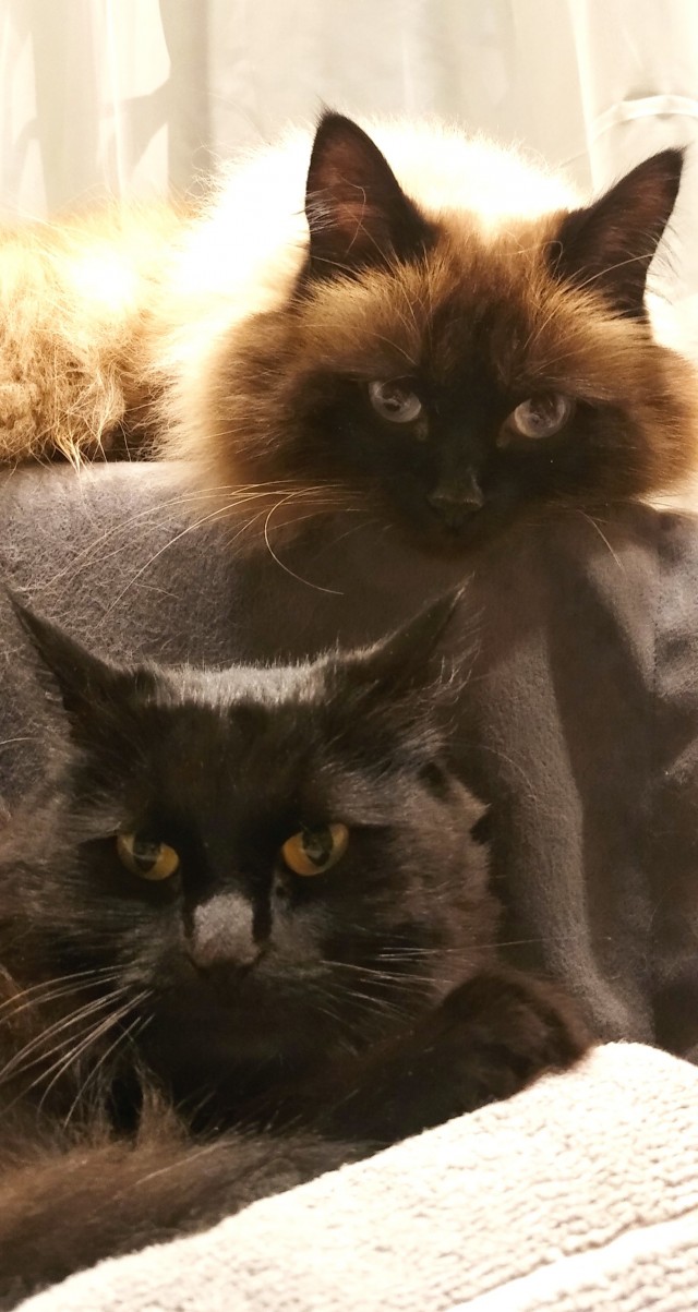Новогодний кот