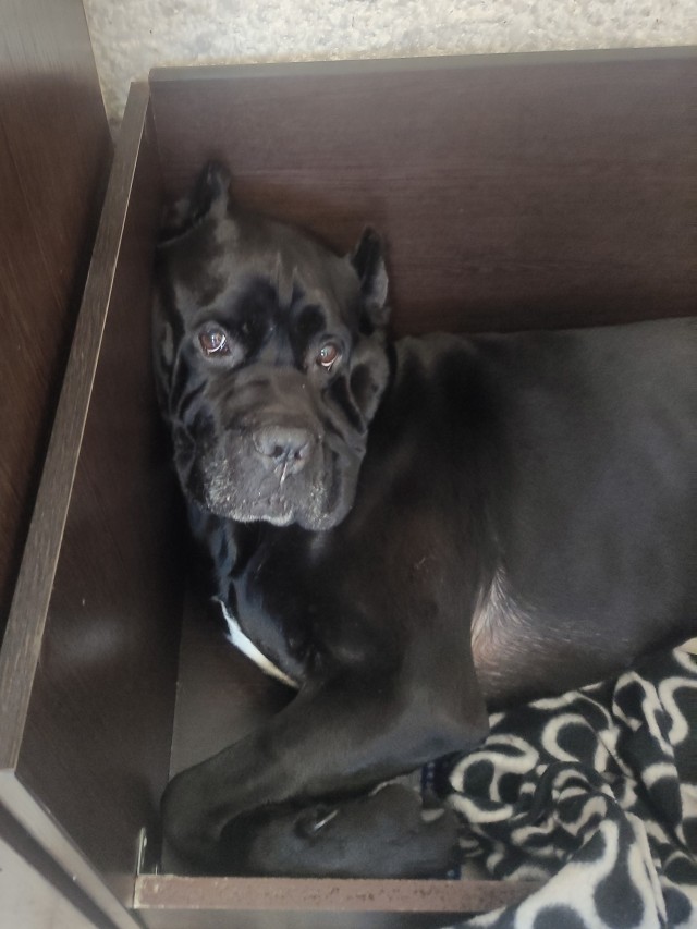 Девочка, которая не бросит