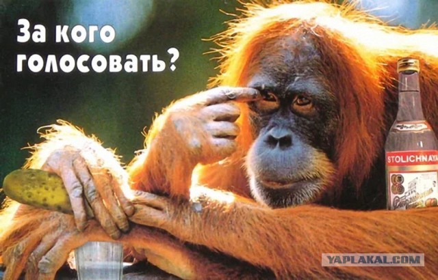 А ты будешь голосовать?