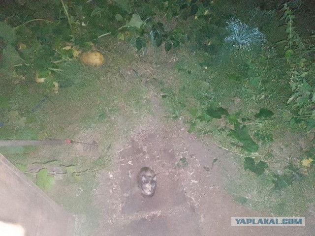 Жизнь домашнего приюта для котеек 513