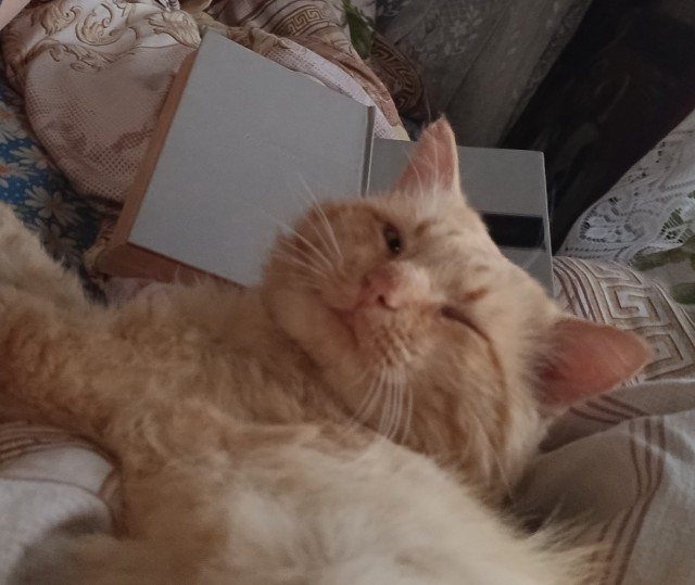 Прикольные морды котов псов к настроению...