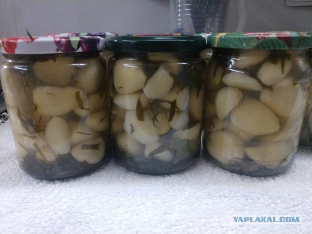 Готовимся к войне с вампирами. Время пришло