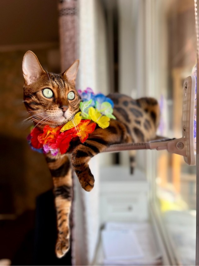 Котовторник! Успел!)