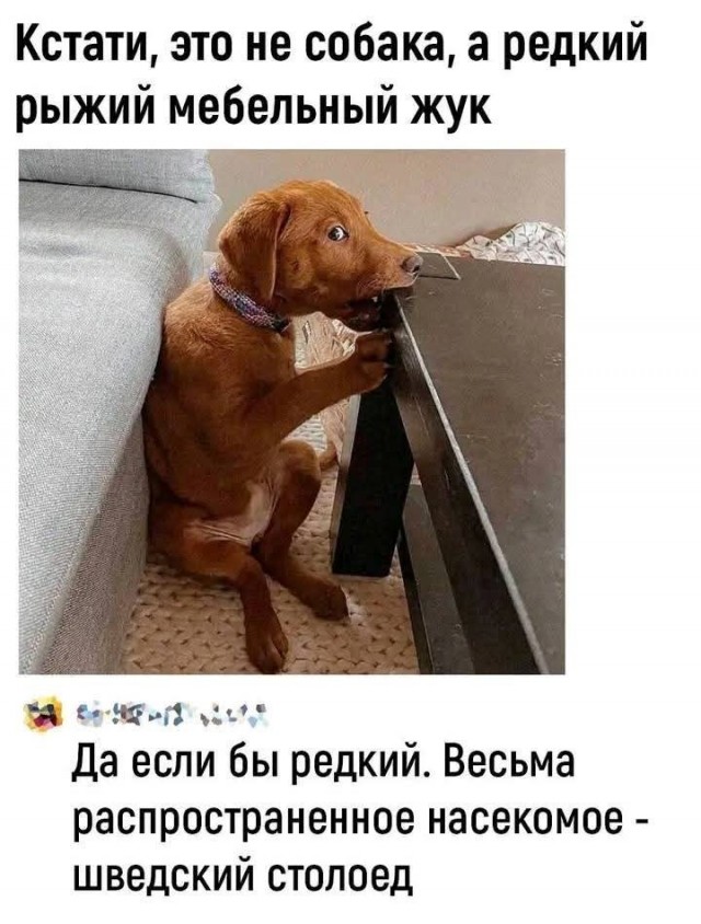 ТРРРидцать тРРРи от 29 августа