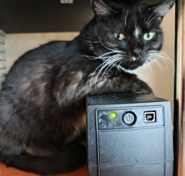Котовторник