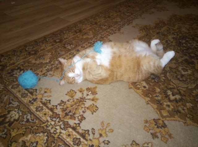 Котовторник.