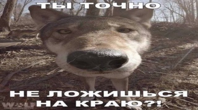 Волк, вцепившийся женщине в лицо, может поплатиться за это жизнью
