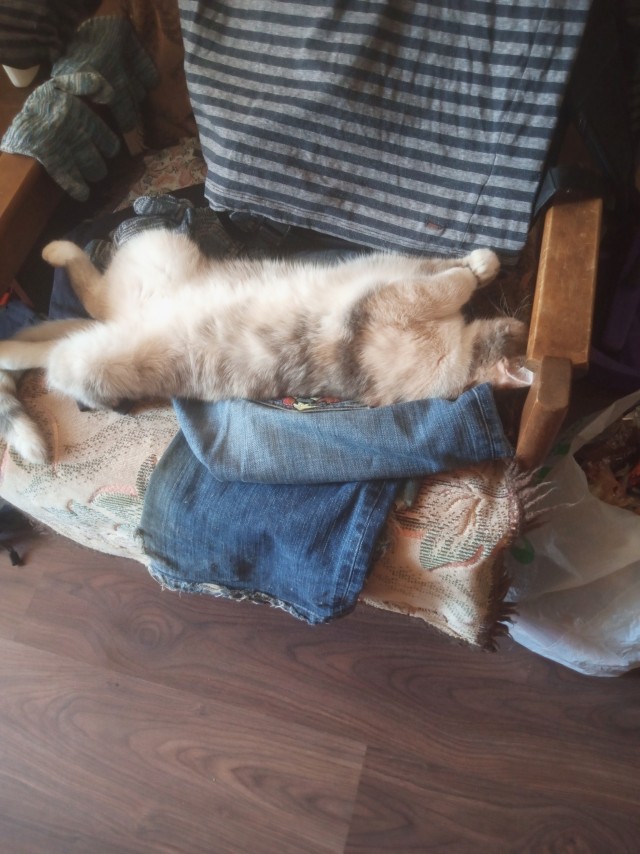 Котовторник. Маруселла.