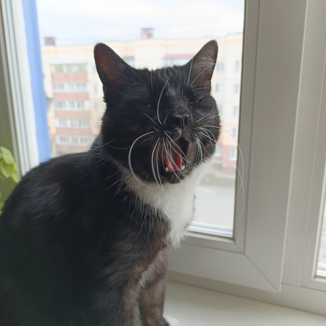 Котовторник же, хватит спать!