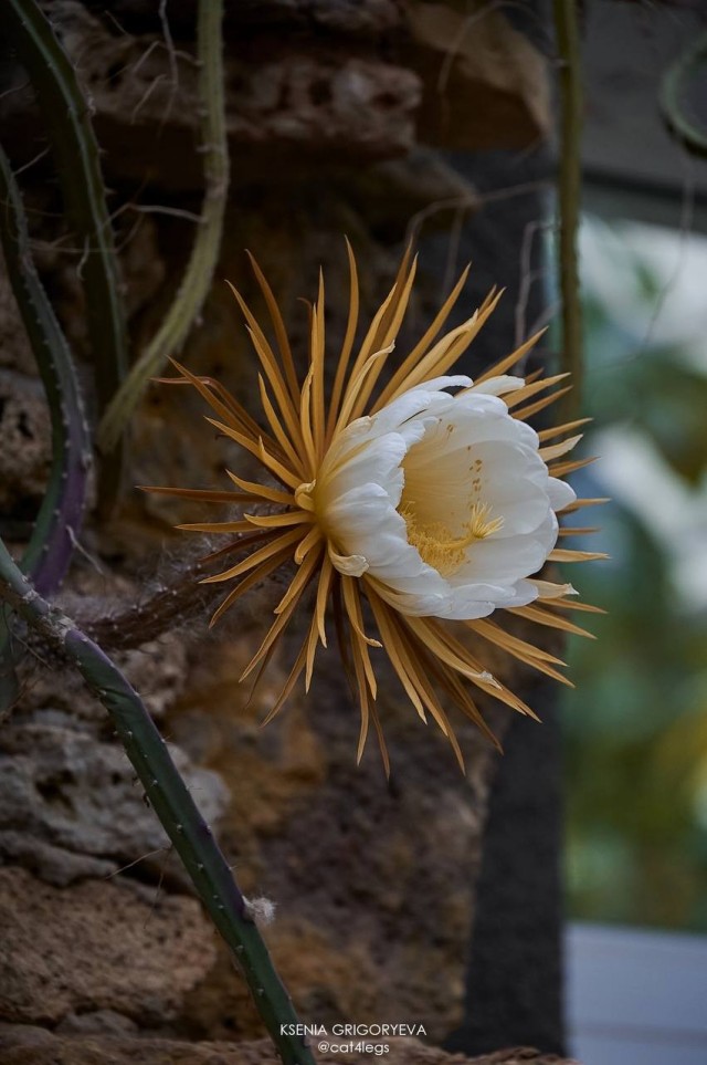 Царица ночи - Селеницереус крупноцветковый (лат. Selenicereus grandiflorus)