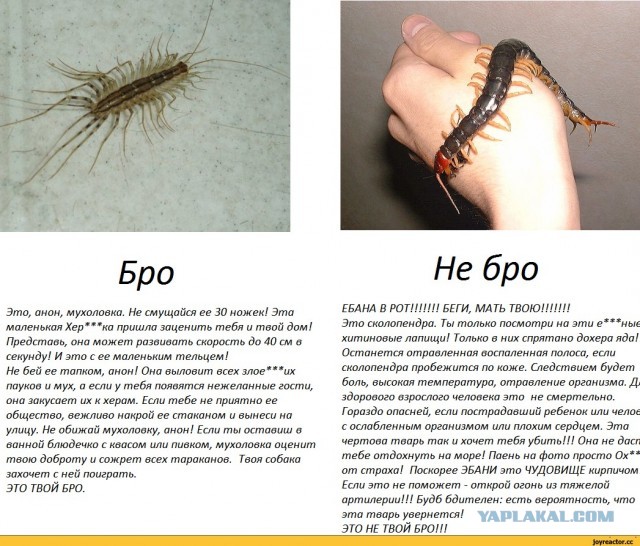 Почему мухоловок нельзя убивать?