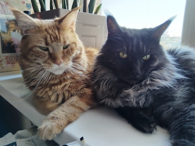Фотки красивого кота.
