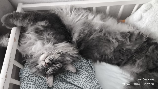 Очередной котовторник