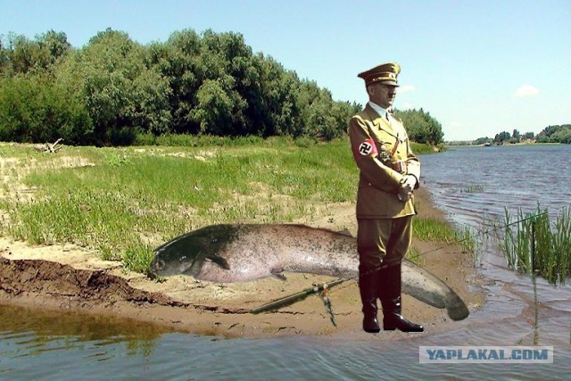 Cом размером с человека