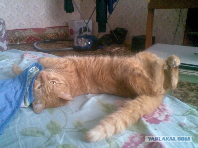 Котовторник 01.04.2014
