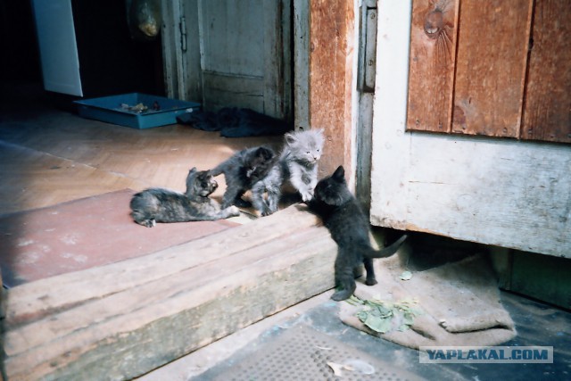 Котовторник 6.05.2014