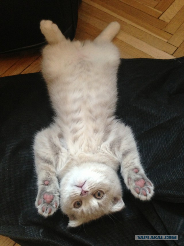 Котовторник 20.05.2014