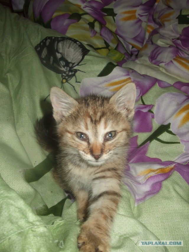 Спасение рядовой Нюши