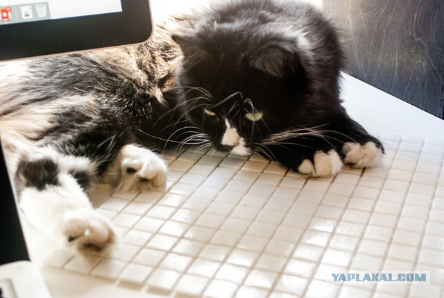 Котовторник 09.09.2014
