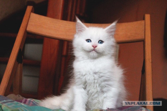 Котовторник 11.11.2014