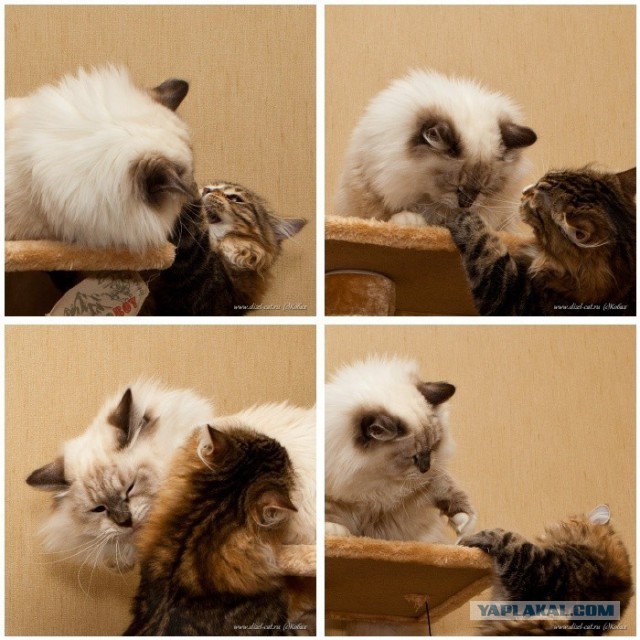 Кошачий Hardcore