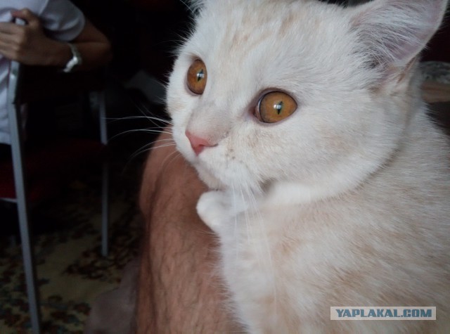Котовторник