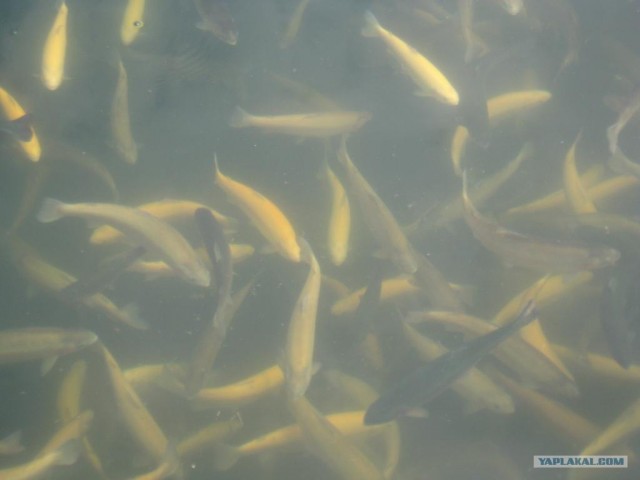 Руководство по морепродуктам: пангасиус